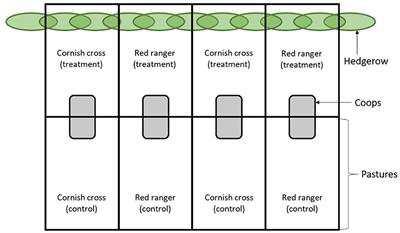 The Benefit of Hedgerow Access on the Health and Growth Rate of Pasture Raised Broiler Chickens